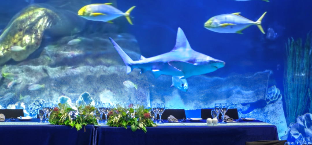 Sea Life Melbourne Aquarium Wedding Ceremony & Reception